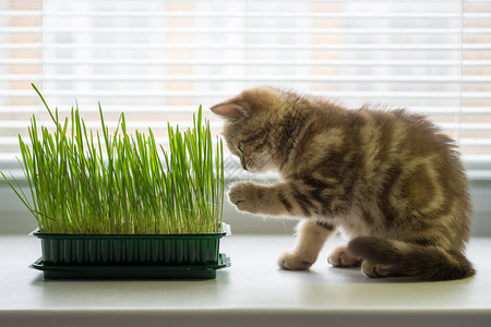 小猫在窗台上吃草猫的维生素图片