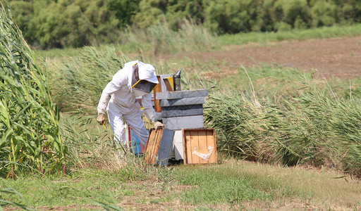 在实地采集蜜蜂和蜜蜂养时图片