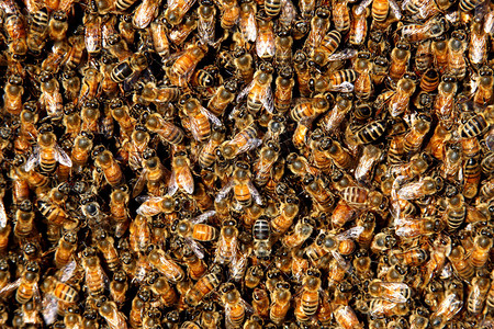 蜂群中的蜜蜂构成蜂巢背景图片