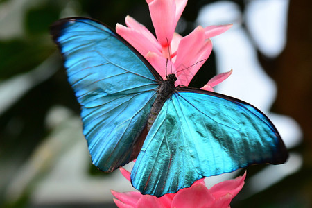 一只漂亮的莫福蝴蝶在蝴蝶花园降落图片