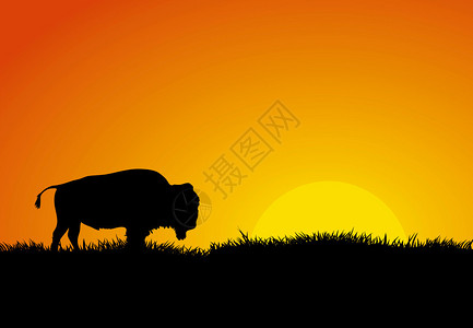 站立在落日前面的水牛的外形和剪影图片
