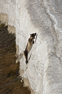北极狐跳上陡峭的冰崖图片