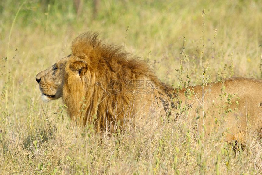站在坦桑尼亚塞伦盖蒂公园的热带草原上的一头雄狮子Panthe图片