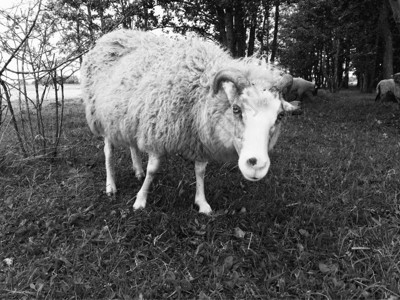 看照相机的好奇绵羊黑白图片