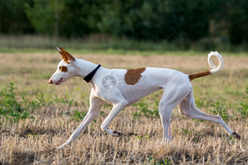 伊比赞猎犬在田间奔跑图片