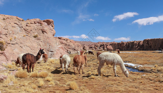 玻利维亚的骆驼群背景图片