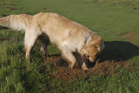 金毛猎犬在草地上挖洞图片
