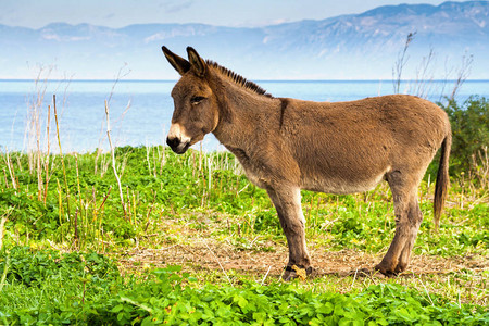 sa海岸的可爱小驴背景图片