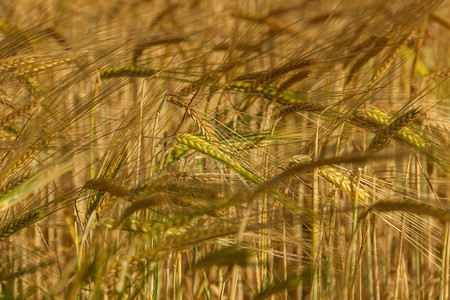 在风中的绿色大麦的。图片