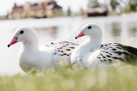 深视着两只鹅在水边的草地上坐立在一图片