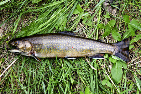 土著溪鳟鱼在草地和树叶的图片