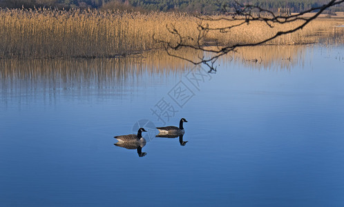 两只加拿大鹅在早春的湖中游泳图片