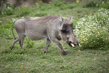疣猪穿过草原图片