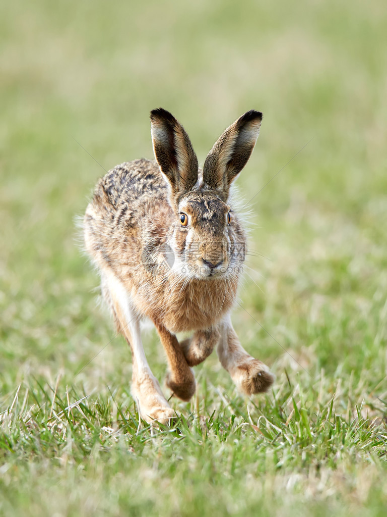 欧洲野兔在其栖息地图片
