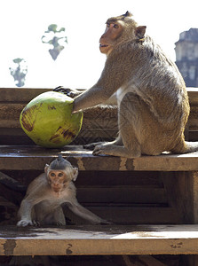 猴子吃椰子小猴子躲在下面图片