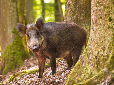 野猪Susscrofa在森林的图片