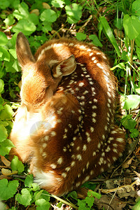 一只小鹿蜷缩着睡觉图片
