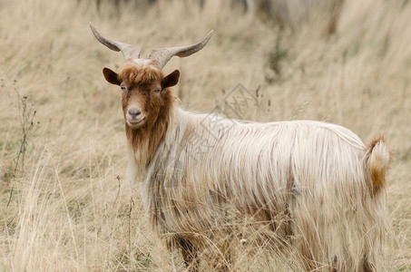 赤褐色山羊与美丽的角山里有干草的牧场图片