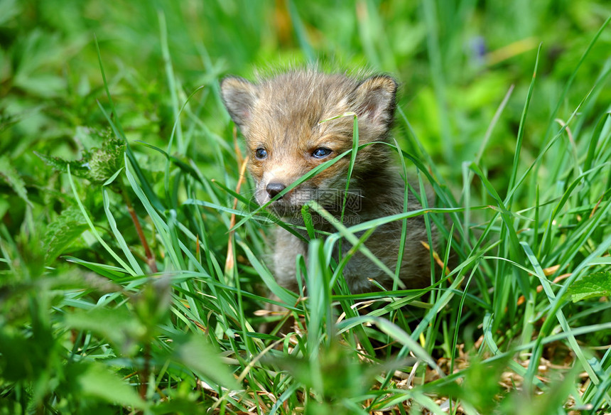 长草丛中的小狐狸图片