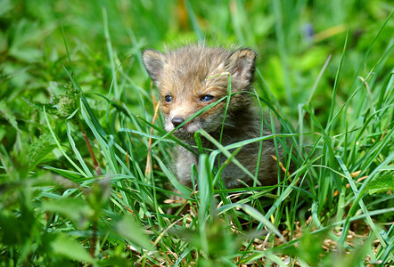长草丛中的小狐狸图片