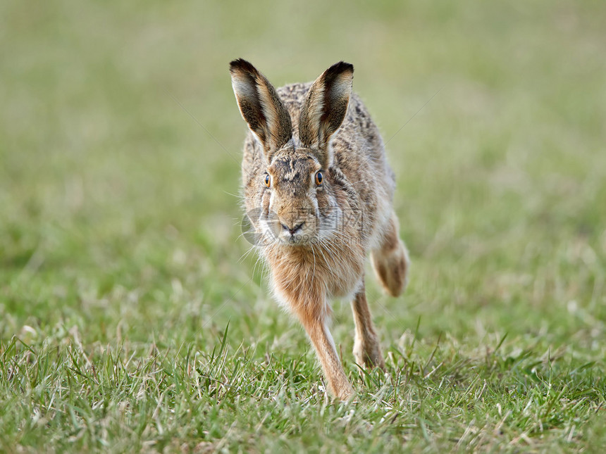 欧洲野兔在其自然图片