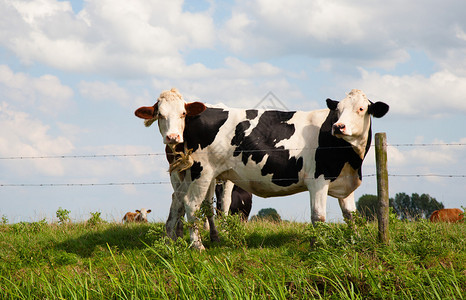 草地上的荷兰奶牛图片
