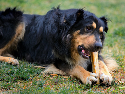 在花园里吃骨头的德国牧羊犬图片