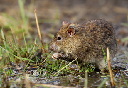褐家鼠棕色老鼠RattusNorvegicus背景