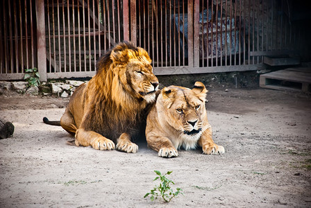 躺在动物园里的狮子和母狮图片