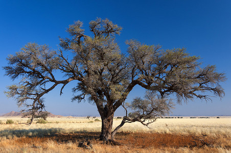 非洲纳米比亚热带草原图片
