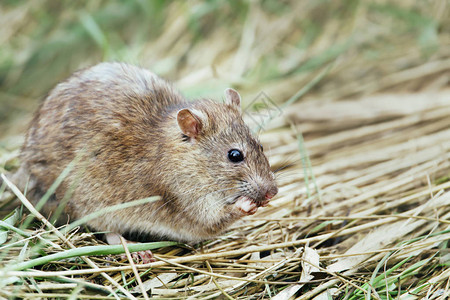 褐家鼠一只老鼠在田间觅食的特写镜头英国背景