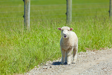 逃离栅栏后在路上的小羊羔图片