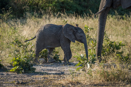 婴儿大象在灌木图片
