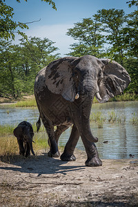 水坑边的母象和小象背景图片