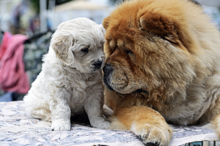 春天的中亚牧羊犬和松狮犬图片