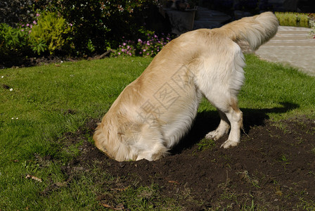 金毛犬在草地上挖洞头部完全埋没图片
