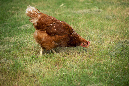 鸡白天在农场自由漫游图片