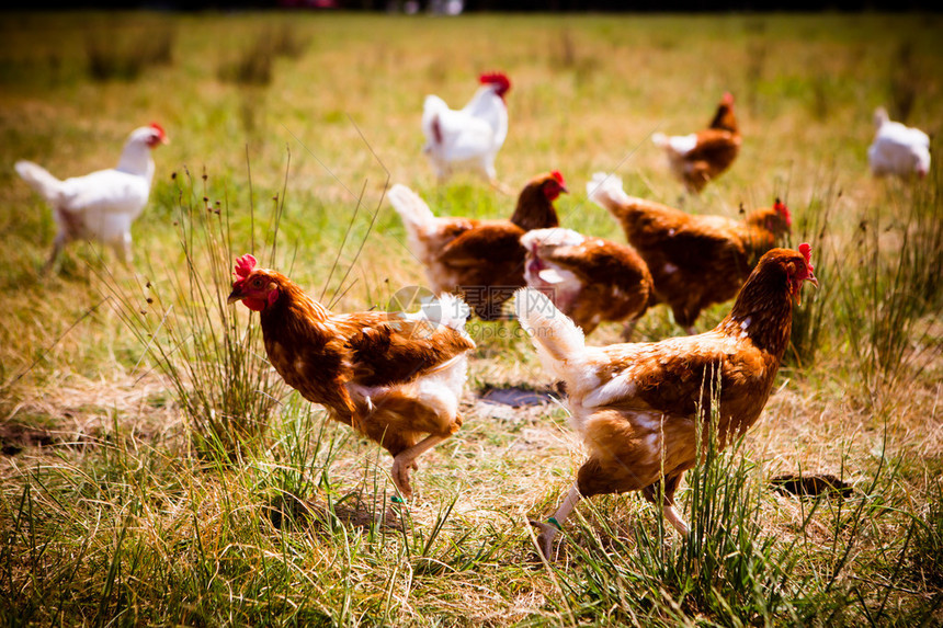 一群鸡在澳大利亚维多利亚州Clarkefield附近的一片鲜绿草图片