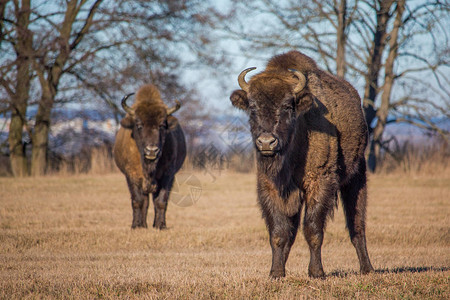 两只野牛在吃干草时看着照相机纳利博图片