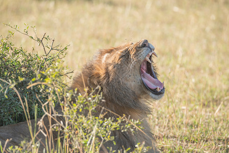 一只雄狮躺在阳光下的稀树丛后面图片