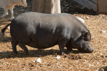 黑猪在牧场养肥背景图片