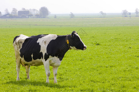 母牛弗里斯兰荷兰背景图片