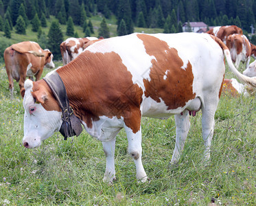 牛扎饼牛在山的草地上吃草背景