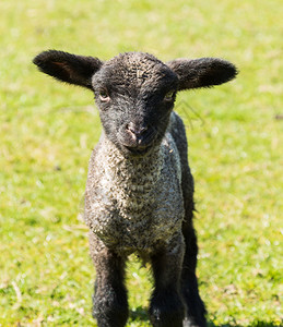 从Shropshire羊种到Welsh高清图片