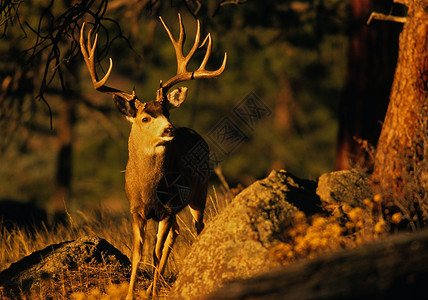 山腰草甸中的一头战利品骡鹿背景图片