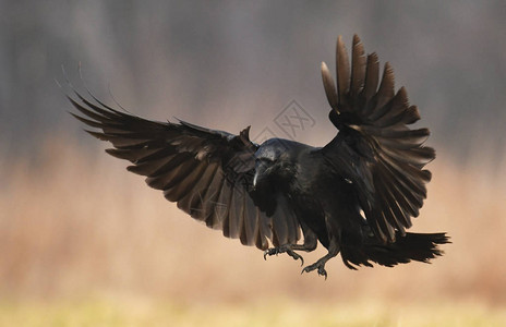 常见乌鸦在自高清图片