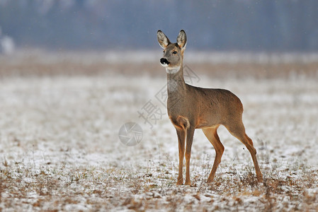 獐鹿冬天的照片图片