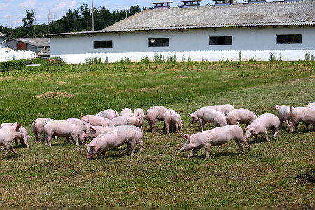 在养猪场农村场景的绿草地上的小猪可爱的小图片