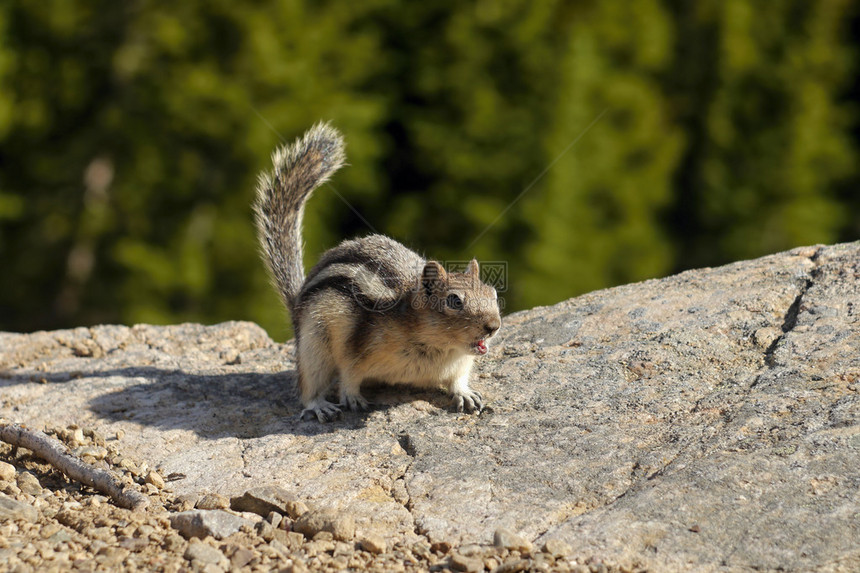 加拿大班夫公园SquirrelCh图片