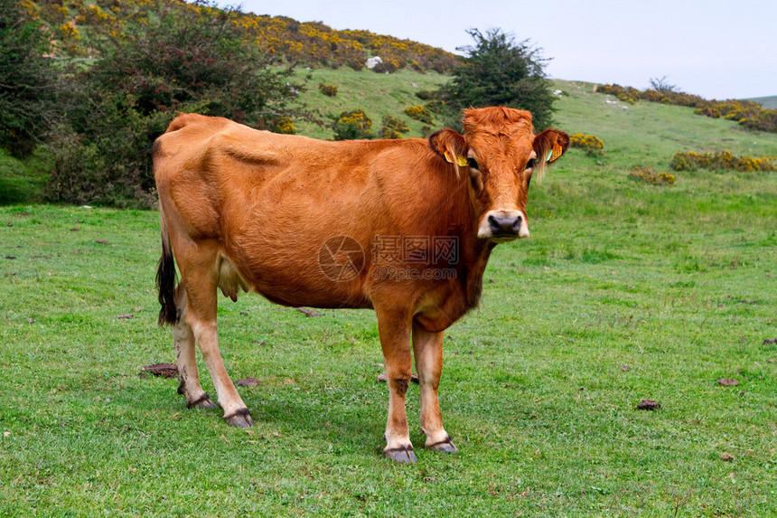 西班牙草原上的免费棕牛图片
